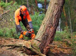 Best Commercial Tree Services  in Whitesburg, KY