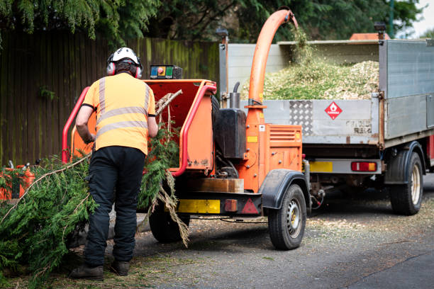 Best Tree Preservation Services  in Whitesburg, KY